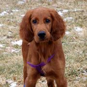Irish Setters from Greenbank Hollow Farm