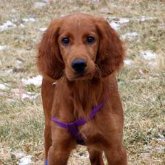 Irish Setters from Greenbank Hollow Farm