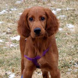 Irish Setters from Greenbank Hollow Farm