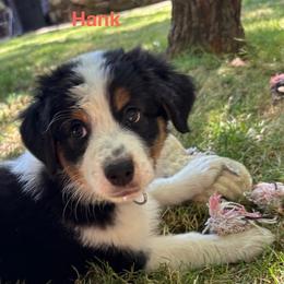 Australian Shepherd Puppies from Abigail’s Angels Australian Shepherds