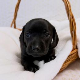 Black boy - Black male Dachshund puppy in Red Bluff, California from Wildflower Weenies