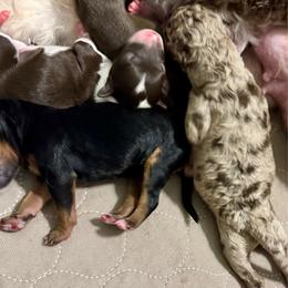 Aussiedoodle puppies from LolliPop Farms