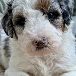 Scarlet - Merle female Bernedoodle puppy in Peterstown, West Virginia from To Love A Doodle
