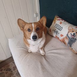 Pembroke Welsh Corgi All Grown Up from Rachael Singletary