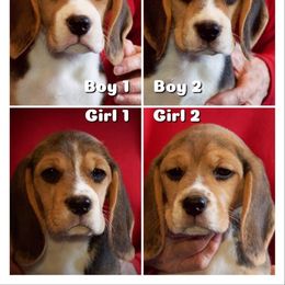 Beagle Puppies from Everwind Beagles