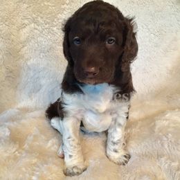 Australian Labradoodle, Double Doodle, Goldendoodle, and Labradoodle Puppies from Lake Mountain Doodle