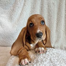 ChaCha - Black tan and white female Basset Hound puppy in Kingsport, Tennessee from Bear’s Bassets