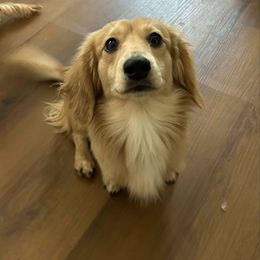 Dachshund All Grown Up from Angels Doxi Cottage