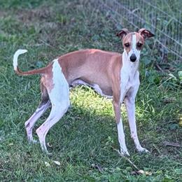 Bruno - White and fawn male Italian Greyhound puppy in China Grove, North Carolina from To-Sa’s Kennel