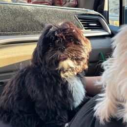 Moloka'i - Black male Shih Tzu puppy in Hemet, California from Aloha Shih Tzu
