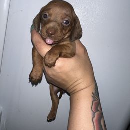 Dachshund Puppies from Autumns Dachshunds