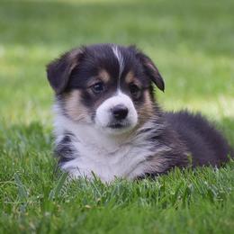 Felicity - Black and tan female Pembroke Welsh Corgi puppy in Morgantown, Pennsylvania from GoldStar Corgis (License Number 18519)