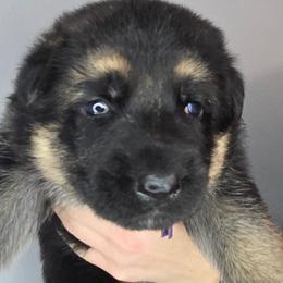 Purple - Black and silver female German Shepherd puppy in Tony, Wisconsin from Muddy Acres German Shepherds