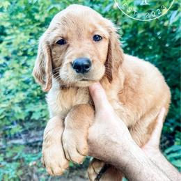 Patsy - purple - Dark golden female Golden Retriever puppy in Greeneville, Tennessee from Cultivate Farm