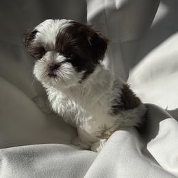 Cleopatra - Liver and white female Shih Tzu puppy in Las Vegas, Nevada from Vegas Shih Tzus