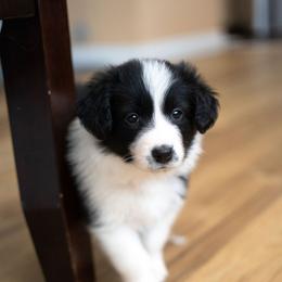 Border Collie Puppies from Hazelwood Border Collies