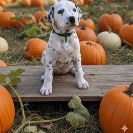 LUA Skye - White and black female Dalmatian puppy in Phoenix, Arizona from Samba Flavors
