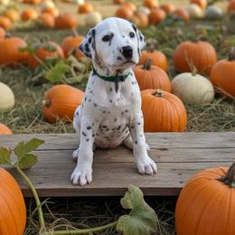 LUA Skye - White and black female Dalmatian puppy in Phoenix, Arizona from Samba Flavors