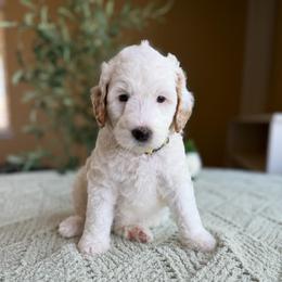 Kathani - Parti female Goldendoodle puppy in Barstow, California from Golden Desert Doodles