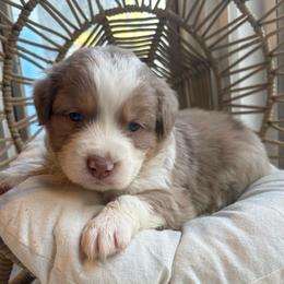 Everett - Red merle male Australian Shepherd puppy in Grants Pass, Oregon from Carmel Mountain Aussies
