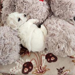No color - White female Bichon Frise puppy in Lake Elsinore, California from Amber's Bichon Frise and Poodles
