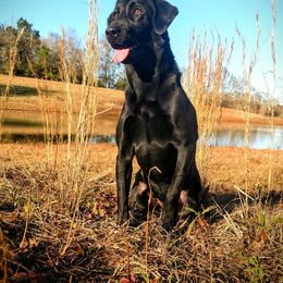 Labrador Retriever All Grown Up from Grain Driver Labradors
