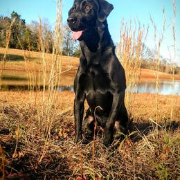 Labrador Retriever All Grown Up from Grain Driver Labradors