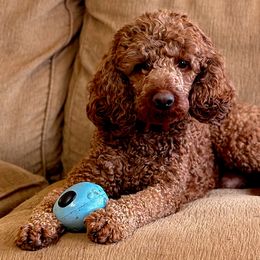 Bernedoodles, Goldendoodles, and Poodles from Good Dog Doodles