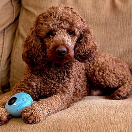 Bernedoodles, Goldendoodles, and Poodles from Good Dog Doodles