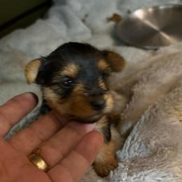 Cindy - Black and gold female Yorkshire Terrier puppy in Phoenix, Arizona from Coursey’s Yorkies