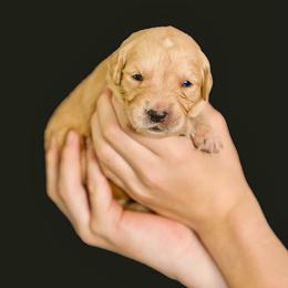 Emma ( Tiffany blue,Teal collar  ) - Golden female Golden Retriever puppy in Oregon from A Goldens First Love