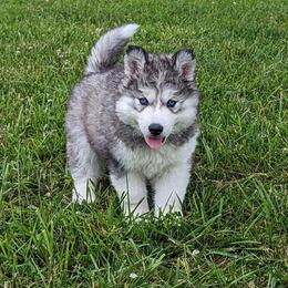 Maverick - Siberian Husky puppy from Wyant Farms