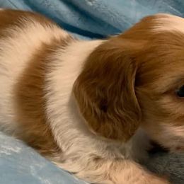 Dachshunds from Rose City Dachshunds