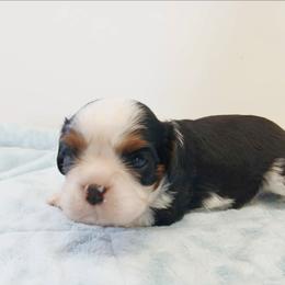 Olaf - Tri-color male Cavalier King Charles Spaniel puppy in Rochert, Minnesota from Arctic Acres Cavaliers