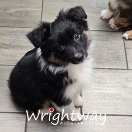 Hickory - Black tri female Miniature Australian Shepherd puppy in Dowagiac, Michigan from Wrightway Wigglebutts
