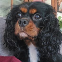 Duke - Cavalier King Charles Spaniel