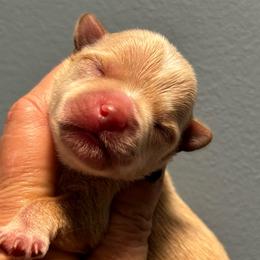 Thor - Gold male Yorkshire Terrier puppy in Lafayette, Georgia from Berggipfel Yorkies