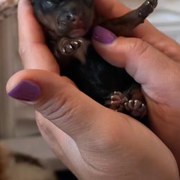 Nandor the Relentless - Black and tan male Yorkshire Terrier puppy in Coeur D Alene, Idaho from Cozy Coeur Yorkies