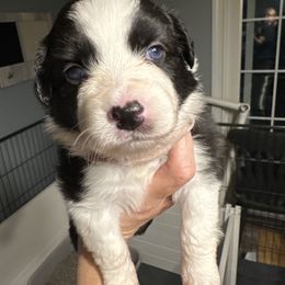 Girl 4 - Black tri female Miniature Australian Shepherd puppy in Saco, Maine from Wags Family Aussies