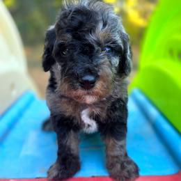 Ringo Starr - male Cavapoochon puppy in Bullard, Texas from Cavapoochon Central LLC