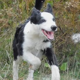 Sassy - Border Collie