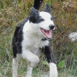 Sassy - Border Collie