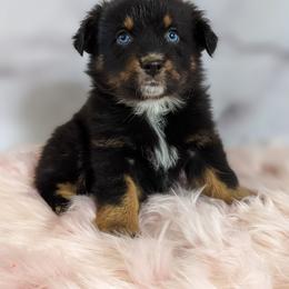 Australian Shepherd and Pomeranian Puppies from Sandy Aussie's