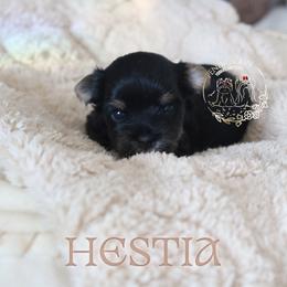 Hestia - Black and tan female Yorkshire Terrier puppy in Red Boiling Springs, Tennessee from Pendragon Yorkies