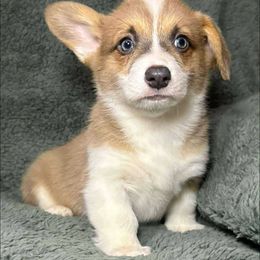 Girl 3 - Sable female Pembroke Welsh Corgi puppy in Surprise, Arizona from Ruff and Rowdy Corgis