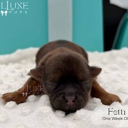 Fetti - Red female Shorkie puppy in Scottsdale, Arizona from Lil Luxe Pups