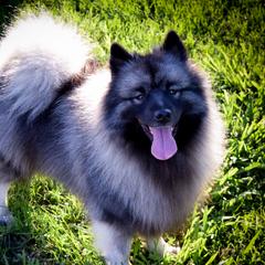 Kalina - Keeshond