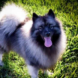 Kalina - Keeshond