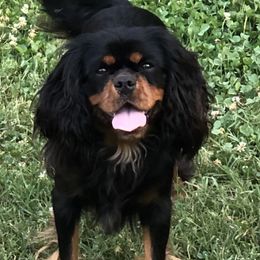Merlin - Cavalier King Charles Spaniel
