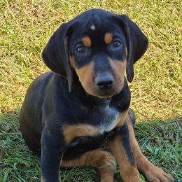 Catahoula Leopard Dog, Goldendoodle, Poodle, and Sheepadoodle Puppies from Prospect Catahoula Farms, LLC
